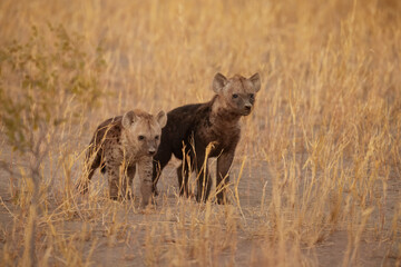 Young hyenas babies at the burrow. Spotted Hyena (Crocuta crocuta) Young hyena pup, beautiful evening sunset in Botswana. Cute baby.