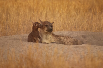 Spotted Hyena (Crocuta crocuta) nursing young babys, Young hyena pup, mammal behaviour, beautiful evening sunset in Botswana.