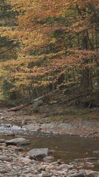 Orange, red, yellow leaves falling over a brooke river stream. Autumn season transition with colors, wind, and forest trees.