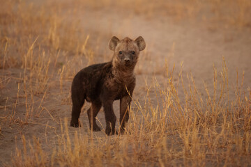 Young hyenas babies at the burrow. Spotted Hyena (Crocuta crocuta) Young hyena pup, beautiful evening sunset in Botswana.