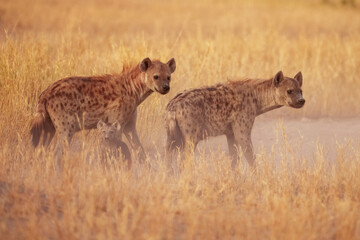 Hyena, detail portrait. Spotted hyena, Crocuta crocuta, angry animal, beautiful evening sunset. Animal pup nature, Okavango delta, Botswana. 