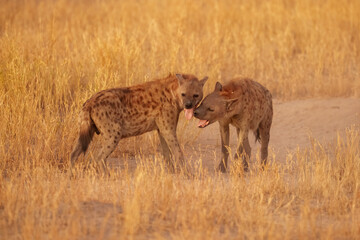 Hyena, detail portrait. Spotted hyena, Crocuta crocuta, angry animal, beautiful evening sunset. Animal pup nature, Okavango delta, Botswana. 