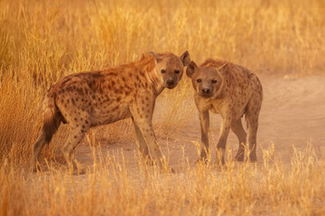 Hyena, detail portrait. Spotted hyena, Crocuta crocuta, angry animal, beautiful evening sunset. Animal pup nature, Okavango delta, Botswana. 