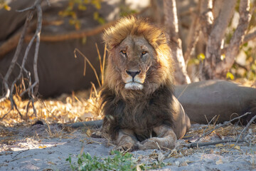 Portrait of a strong male African lion (Panthera leo), Moremi game reserve, Botswana, Captivating...