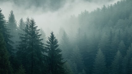 Misty Mountain Majesty: Enigmatic evergreen forest shrouded in a mystical fog, creating a serene and atmospheric landscape.  