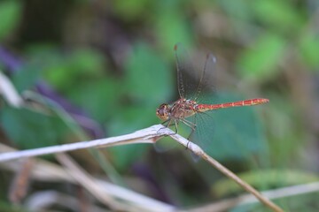 Libellule rouge