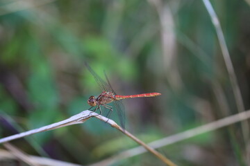 Libellule rouge