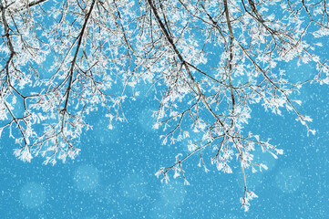 Winter Christmas background with frosty winter tree branches against blue clear sky and light falling snowflakes, Christmas background with winter frosty trees
