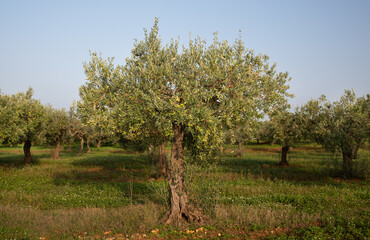 There are olive trees in a field. Green ripe olives hang from the tree in the foreground. The...