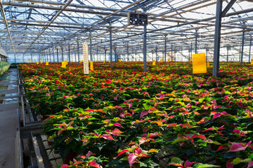 A number of traditional Christmas flowering plant species poinsettias growing in a large greenhouse