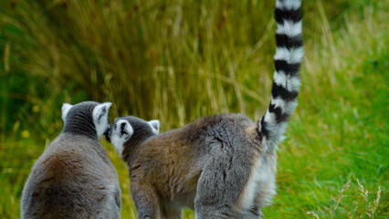 Two ring tailed lemurs together looking back towards the green vegetation behind them. Concepts of companionship, private conversations, contemplation and friendship. 