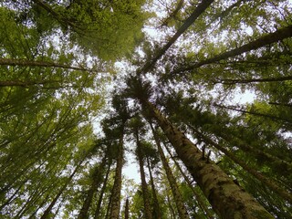 alberi dal basso