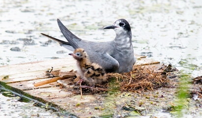 Fototapeta premium bird on the ground