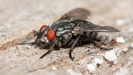 close up of a fly