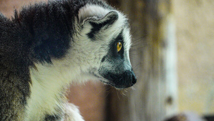 Close up head shot of a ring tailed lemur, endangered in the wild,  but as they breed so well in captivity there are lots in zoos. This lemur is one of many in Folly Farm zoo in Pembrokeshire Wales