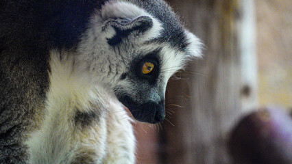 Close up head shot of a ring tailed lemur, endangered in the wild,  but as they breed so well in captivity there are lots in zoos. This lemur is one of many in Folly Farm zoo in Pembrokeshire Wales