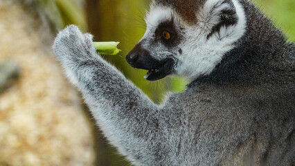 Close up head shot of a ring tailed lemur, endangered in the wild,  but as they breed so well in captivity there are lots in zoos. This lemur is one of many in Folly Farm zoo in Pembrokeshire Wales
