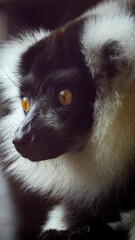 Folly Farm Zoo in Pembrokeshire Wales  is assisting with breeding programmes to protect the black and white ruffed lemur which is a critically endangered species from the Madagascan rainforest.
