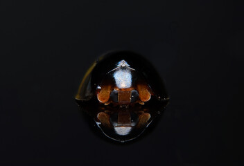 black ladybug on the mirror