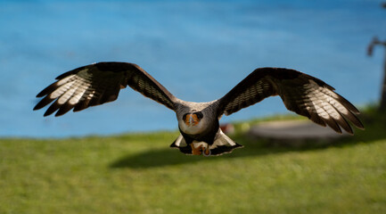 Adler
