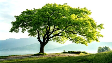 Fototapeta premium Serene Minimalist Photography of a Vibrant Green Tree Surrounded by Lush Foliage in a Peaceful Natural Setting Capturing the Essence of Tranquility and Nature's Beauty