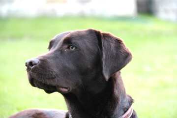 labrador chocolate