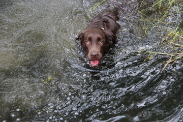 labrador perro