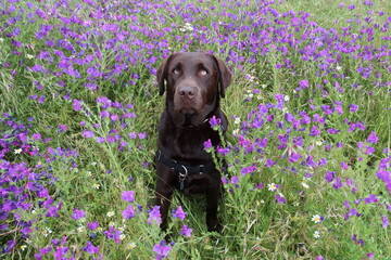 labrador chocolate