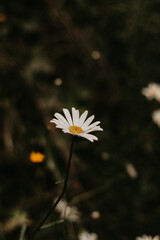 white daisy flower