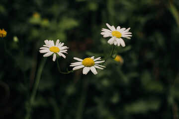 white daisies in a field