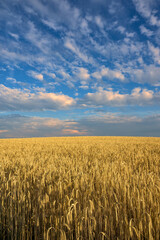 Erntereifes Getreidefeld vor grandiosem Wolkenhimmel