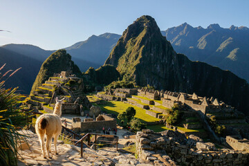 Panoramic View of a Lama in front of Machu Picchu Inka Ruins and Huayna Picchu Mountain © Anita