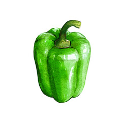 green bell pepper watercolor illustration on white background