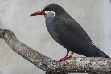 Inkaseeschwalbe (Larosterna inca)