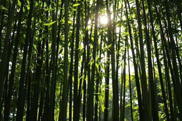 Fototapeta premium Sunlight Streaming Through Lush Bamboo Forest