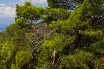 Beautiful landscape on the island of Rhodes in the area of ​​the Kalopetra Monastery