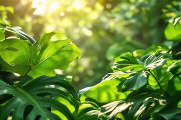 Obraz premium Lush Tropical Greenery with Backlighting: Vibrant Monstera Leaves in Sunlight