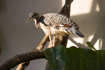 Sonnenralle (Eurypyga helias)