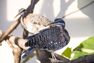 Sonnenralle (Eurypyga helias)