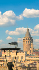 Fototapeta premium A seagull perched with Galata Tower and cityscape under blue skies in Istanbul.