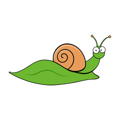 snail on a green leaf