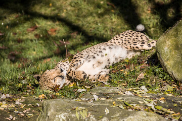 Gepard (Acinonyx jubatus) räkelt sich in der Sonne