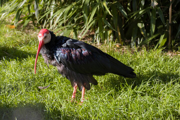 Glattnackenibis (Geronticus calvus)