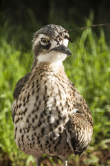 Langschwanztriel (Burhinus grallarius)