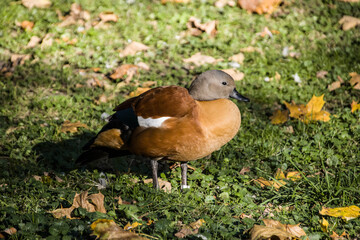 Kapgans (Tadorna cana) auch Graukopfkasarka