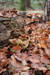 Plums and Custard mushroom