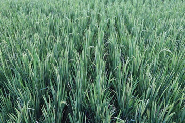 Ripe rice in farm fields in Bali island, Indonesia