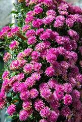 Flowering Pink Chrysanthemums, Dark Pink in Color