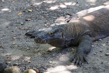 Komodo dragon in Komodo island, Indonesia