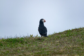 A zoomed-in photo of a puffin on the Bonavista Peninsula at the Elliston Puffin Viewing Point captures this charming seabird amidst the rugged coastal beauty of the region.
